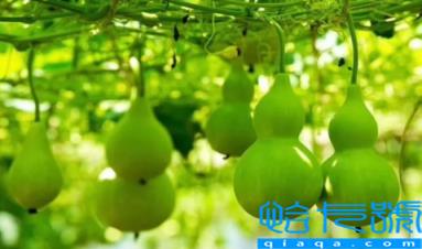 家里放了几十个葫芦好吗(家里放葫芦几个好)