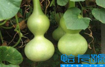 家里放了几十个葫芦好吗(家里放葫芦几个好)