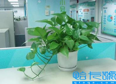 绿萝除甲醛要关门窗吗(绿萝除甲醛要晒太阳吗)