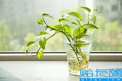 绿萝除甲醛要关门窗吗(绿萝除甲醛要晒太阳吗)