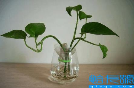 绿萝除甲醛多久换一次(除甲醛的绿萝几个月换一次)