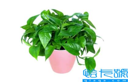 绿萝除甲醛多久换一次(除甲醛的绿萝几个月换一次)