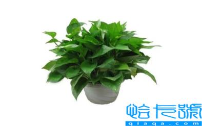 绿萝除甲醛多久换一次(除甲醛的绿萝几个月换一次)