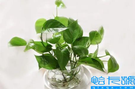 绿萝除甲醛后还能继续放房间吗(绿萝除甲醛后还可以放在室内吗)