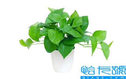 绿萝和活性炭除甲醛哪个好(活性炭吸甲醛好还是绿萝吸甲醛好)