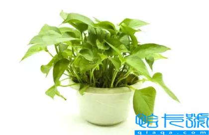 绿萝和活性炭除甲醛哪个好(活性炭吸甲醛好还是绿萝吸甲醛好)