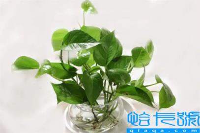 绿萝和活性炭除甲醛哪个好(活性炭吸甲醛好还是绿萝吸甲醛好)