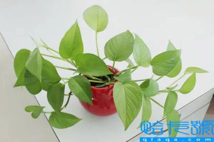 绿萝发黄是甲醛超标吗(绿萝发黄是因为甲醛太多吗)