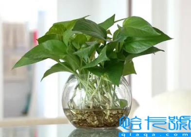 绿萝发黄是甲醛超标吗(绿萝发黄是因为甲醛太多吗)