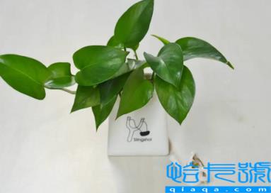 绿萝发黄是甲醛超标吗(绿萝发黄是因为甲醛太多吗)