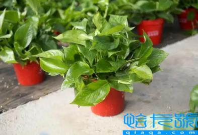 绿萝除甲醛放在哪里比较合适(绿萝除甲醛应该怎么摆放)