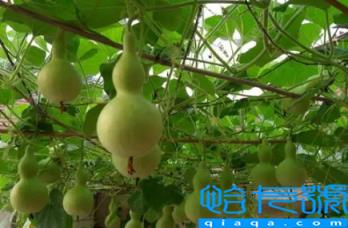 葫芦是不是不能挂一对(家里最多挂几个葫芦)