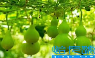 葫芦是不是不能挂一对(家里最多挂几个葫芦)