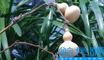 普通葫芦可以挡煞吗(葫芦普通葫芦有灵性吗)