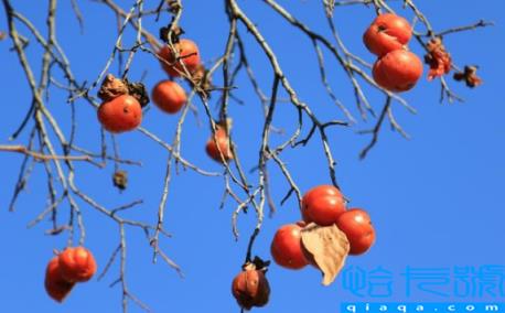柿子里面有黑点点是正常的吗(柿子里面有黑点是坏了吗)