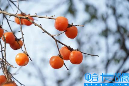 柿子里面有黑点点是正常的吗(柿子里面有黑点是坏了吗)