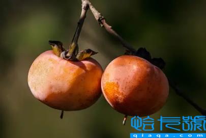 柿子去皮了还会涩口吗(削了皮的柿子涩的怎么办)