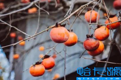 柿子去皮了还会涩口吗(削了皮的柿子涩的怎么办)