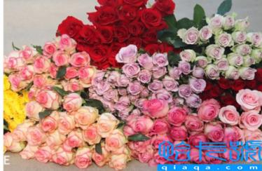 网上买的鲜花醒花后需要再剪根部吗(网购鲜花醒花后怎么处理)