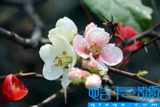 2023年闰二月几年一遇(闰二月是大月还是小月)