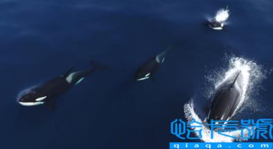 虎鲸15岁智商真的假的(虎鲸生活在哪个海域)