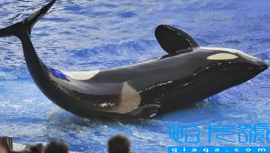 虎鲸15岁智商真的假的(虎鲸生活在哪个海域)