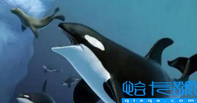 虎鲸15岁智商真的假的(虎鲸生活在哪个海域)