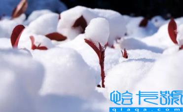 2022小雪这天下雪好还是晴天好(小雪这天下雪以后天气怎么样)