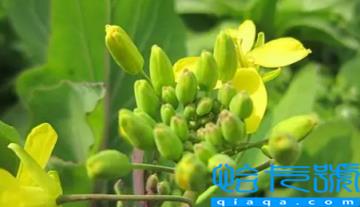 小雪节气能不能种油菜(小雪节气还能种什么菜)