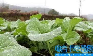 小雪节气能不能种油菜(小雪节气还能种什么菜)