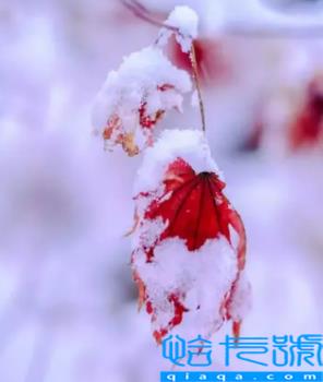 2022小雪过后就开始数九了吗(小雪过后什么时候数九)