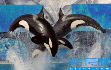 虎鲸现在全世界还剩几只(虎鲸快灭绝了吗)
