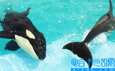 虎鲸现在全世界还剩几只(虎鲸快灭绝了吗)