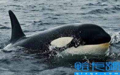 虎鲸现在全世界还剩几只(虎鲸快灭绝了吗)