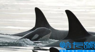 虎鲸多久要浮出水面呼吸(虎鲸可以下潜到多少米)