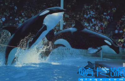 虎鲸多久要浮出水面呼吸(虎鲸可以下潜到多少米)