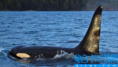 虎鲸多久要浮出水面呼吸(虎鲸可以下潜到多少米)