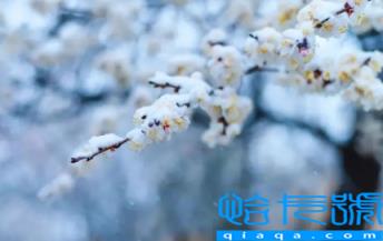 2022年11月份节气到小雪是什么天气(冬天小雪气温黑白应该是多少温度)