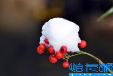 2022年11月份节气到小雪是什么天气(冬天小雪气温黑白应该是多少温度)