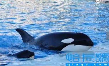 虎鲸到底是海豚还是鲸鱼(海豚为什么不怕鲨鱼却怕虎鲸)