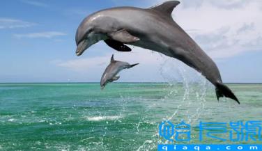 虎鲸到底是海豚还是鲸鱼(海豚为什么不怕鲨鱼却怕虎鲸)