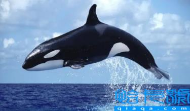 虎鲸到底是海豚还是鲸鱼(海豚为什么不怕鲨鱼却怕虎鲸)