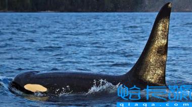 虎鲸为什么讨厌海豚(虎鲸和海豚哪个聪明)