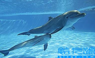 虎鲸为什么讨厌海豚(虎鲸和海豚哪个聪明)