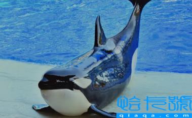 虎鲸为什么讨厌海豚(虎鲸和海豚哪个聪明)