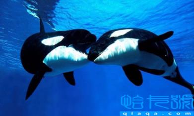 虎鲸为什么对人类友好最科学最权威解释(虎鲸喜欢人类这个结论是哪里来的)