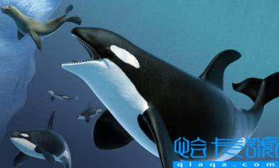 虎鲸为什么对人类友好最科学最权威解释(虎鲸喜欢人类这个结论是哪里来的)