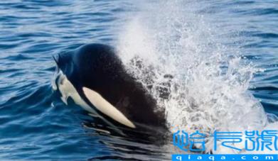 虎鲸为什么对人类友好最科学最权威解释(虎鲸喜欢人类这个结论是哪里来的)