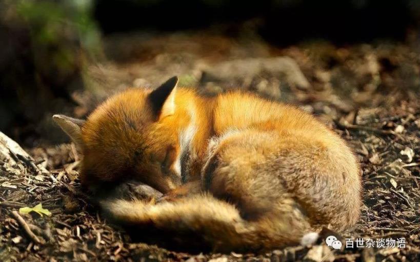 为什么出生自就带仙家的原因（出生自带仙家有什么任务）