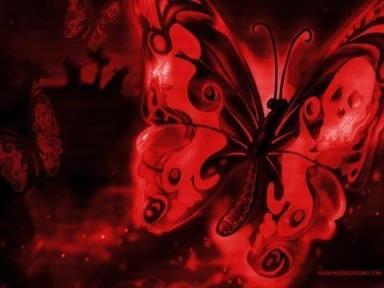 世界上第一最稀有的蝴蝶（一半美女一半骷髅的蝴蝶）